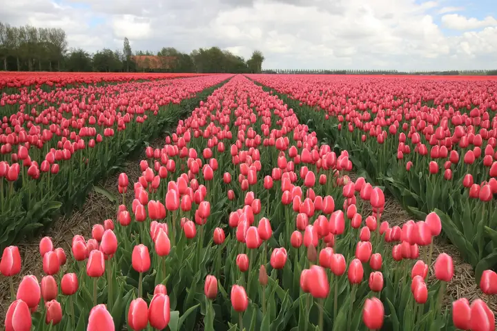 Fietsen langs de bollenvelden van de Bollenstreek