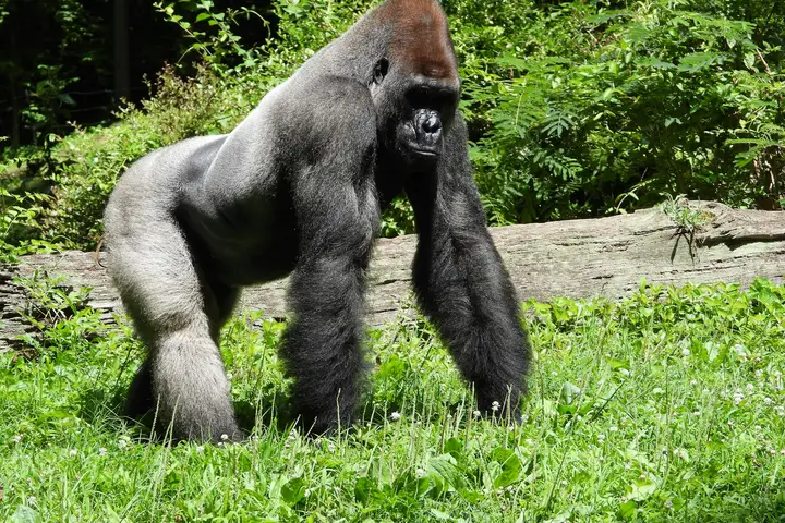 Berggorilla's bezoeken in Bwindi, Oeganda