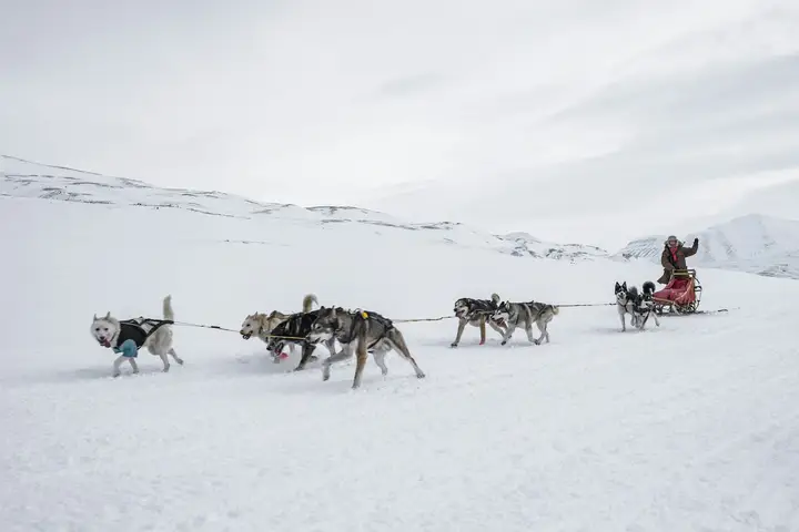 Huskytocht door Lapland met een eigen span