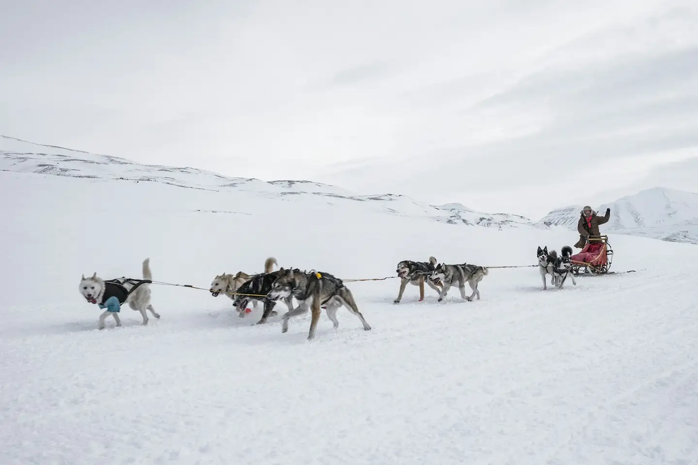 Huskytocht door Lapland met een eigen span