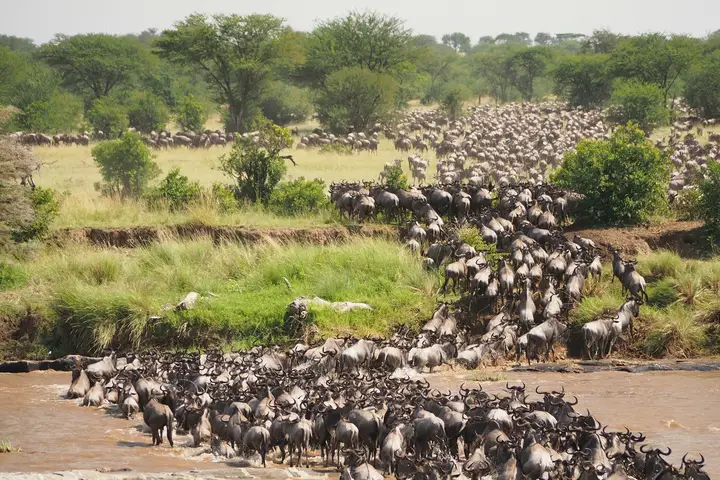 Safari in de Serengeti tijdens de grote trek