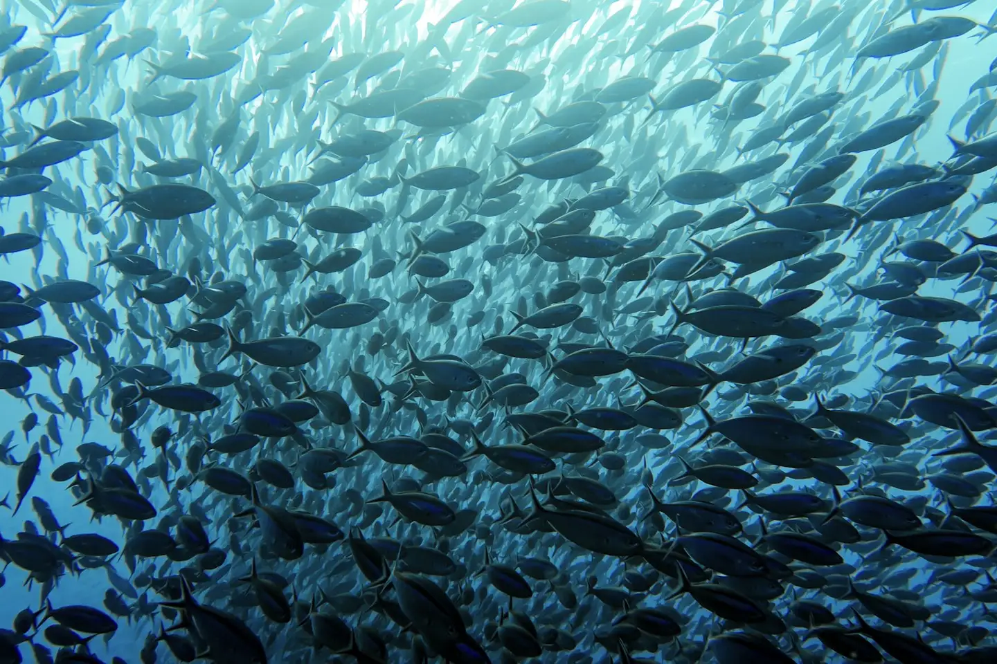 Snorkelen tussen miljoenen sardines in Moalboal