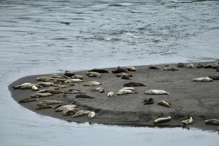 Zeehonden spotten op de Waddenzee en Oosterschelde